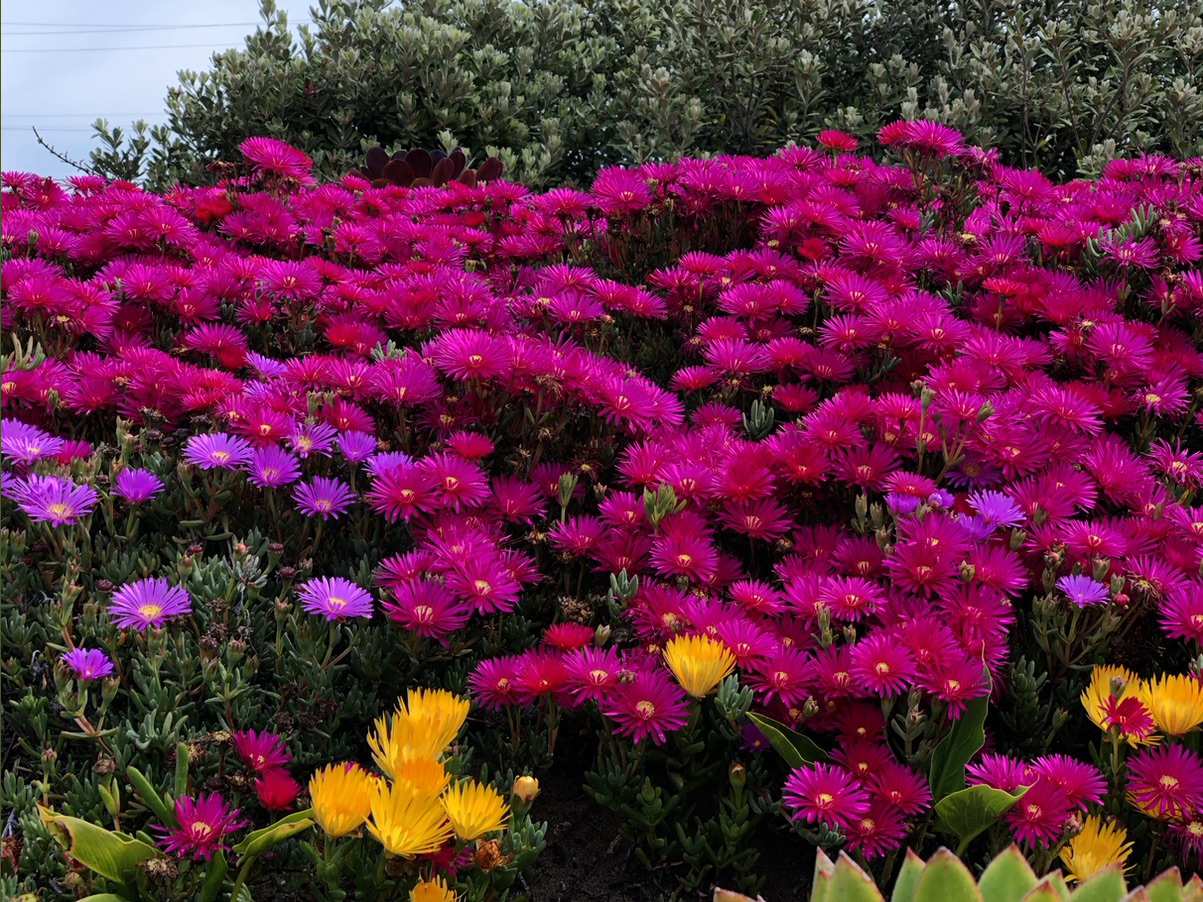 Flower test